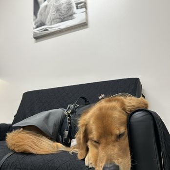 Veterinary Emergency Group - He was so relaxed that he took a nap! - Emergency Pet Hospital Near Me - Seattle, Washington