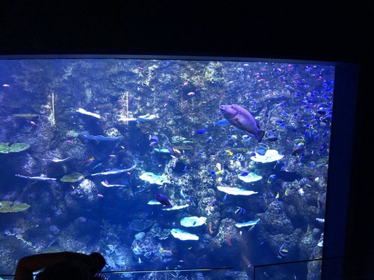 Cairns Aquarium by null