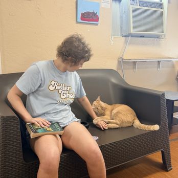 The Casual Cat Cafe - Sweet kitty - Pet Stores Near Me - Richland Hills, Texas The Casual Cat Cafe - Sweet kitty - Pet Stores Near Me - Richland Hills, Texas