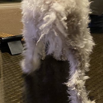 Gypsy Dog  Mobile Express West - Pet Groomers Near Me - Palm Springs, California