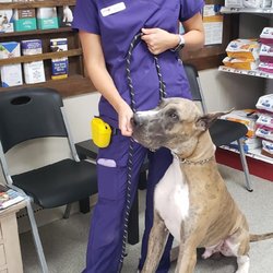 Animal Doctor Westside