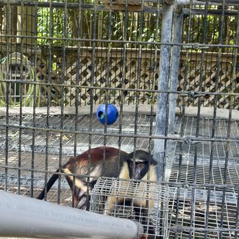 Monkey Jungle - Zoos Near Me - Miami, Florida