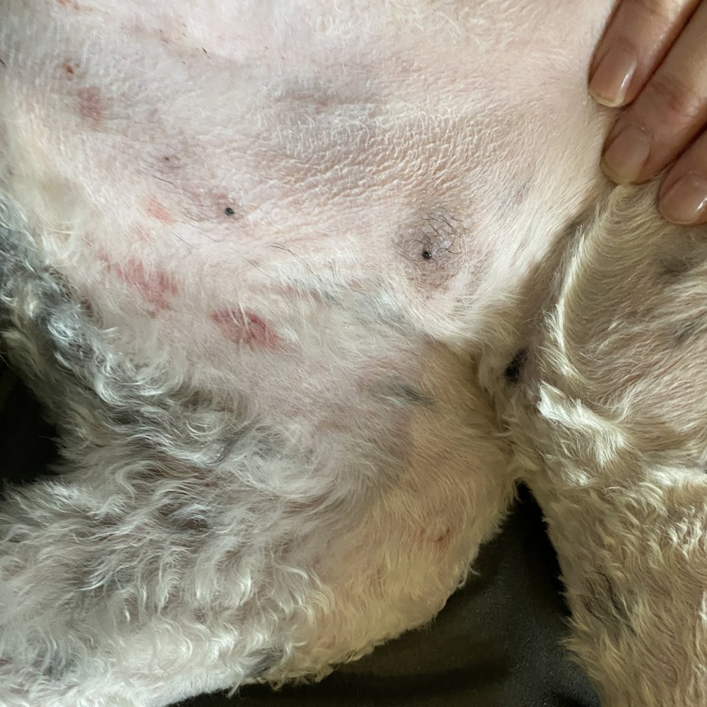 The Dogman Cometh - More Razor Burns - Pet Groomers Near Me