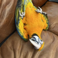 Dallas Parrots - Maya being funny