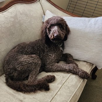 Love A Labradoodle - Lincoln, after his first grooming! - Pet Training Near Me