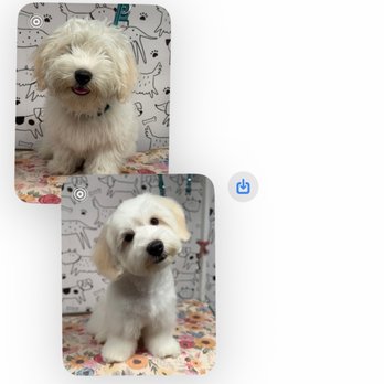 Da Paw Spaw - Before and after - Pet Groomers Near Me Da Paw Spaw - Before and after - Pet Groomers Near Me