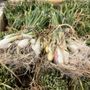 Photo of Carmichael's Produce