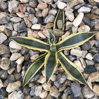 Daniel's Affordable Landscaping - Landscaping Near Me - Hesperia, California
