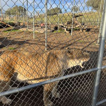 Lions Tigers & Bears - Community Service/Non-Profit Near Me - Alpine, California