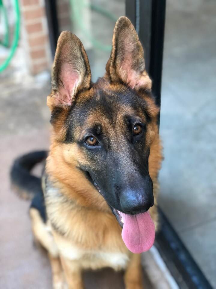 BETHANY HOUSE OF PAWS Updated September 2024 12 Photos 1113 E