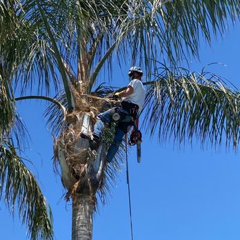 DC Trees - Tree Services Near Me - Elk Grove, California