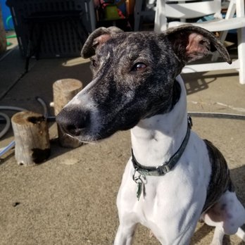 Planet Canine - Just a picture of my handsome Tigger - Pet Boarding Near Me - San Rafael, California Planet Canine - Just a picture of my handsome Tigger - Pet Boarding Near Me - San Rafael, California