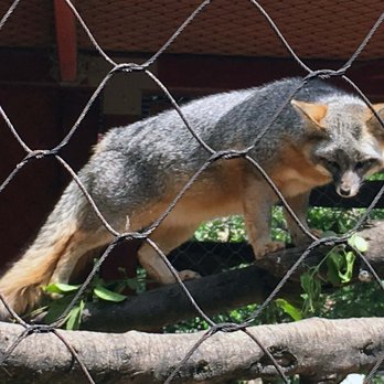 Wildlife Learning Center - Canadian Gray Fox, also known as a tree fox - Zoos Near Me - Sylmar, California Wildlife Learning Center - Canadian Gray Fox, also known as a tree fox - Zoos Near Me - Sylmar, California