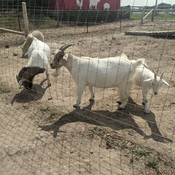 Carma Farms - Goats - Farms Near Me - Markham, Ontario Carma Farms - Goats - Farms Near Me - Markham, Ontario
