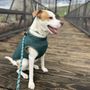 Photo of Jack’s Pack