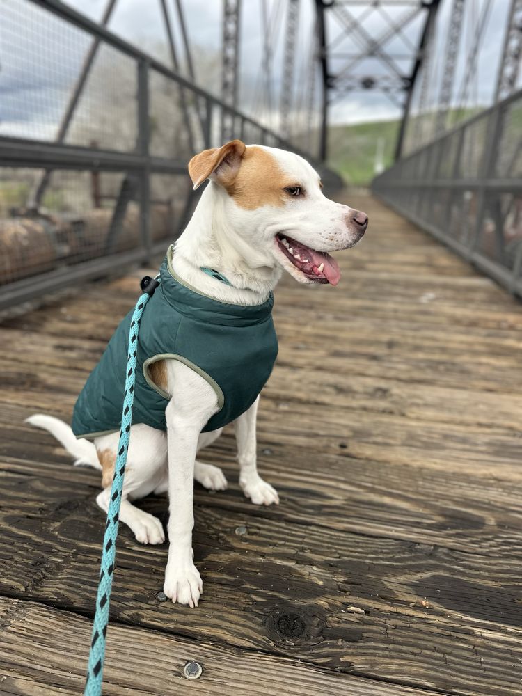 Jack’s Pack - pet boarding facility in Valencia, CA
