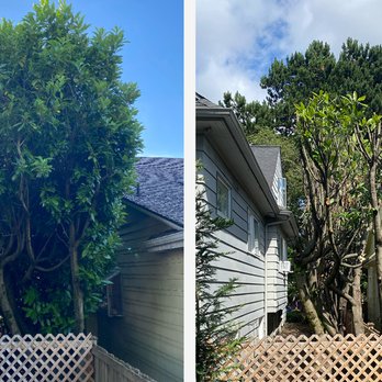 Wally Home Helper - Laurel pruning - Handyman Near Me - Seattle, Washington Wally Home Helper - Laurel pruning - Handyman Near Me - Seattle, Washington
