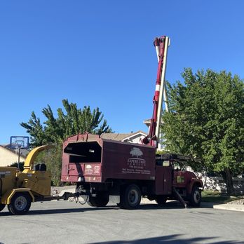 Expert Tree and Yard Service - Tree Services Near Me - Reno, Nevada