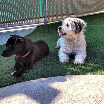 Doggie District - Mesa - Pet Groomers Near Me - Mesa, Arizona