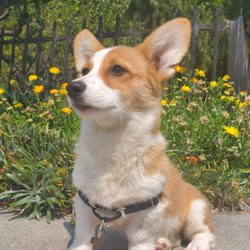 best puppy obedience training near me