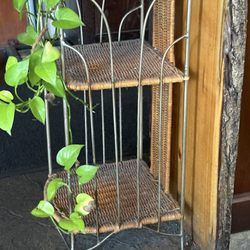 A forty disgusting plant stand at the counter!  Gross!