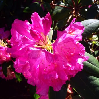 Red Wing Park - Blooms are in season for this mystery flower - Dog Parks Near Me - Virginia Beach, Virginia