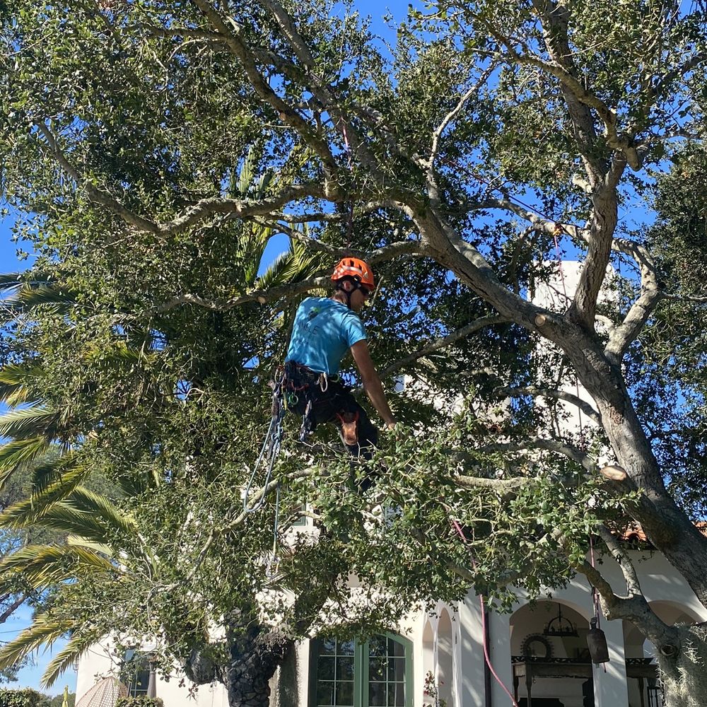 Nimble Tree Care - Find the Jacob - Tree Services Near Me - Carpinteria, California