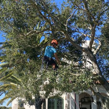 Nimble Tree Care - Find the Jacob - Tree Services Near Me - Carpinteria, California Nimble Tree Care - Find the Jacob - Tree Services Near Me - Carpinteria, California