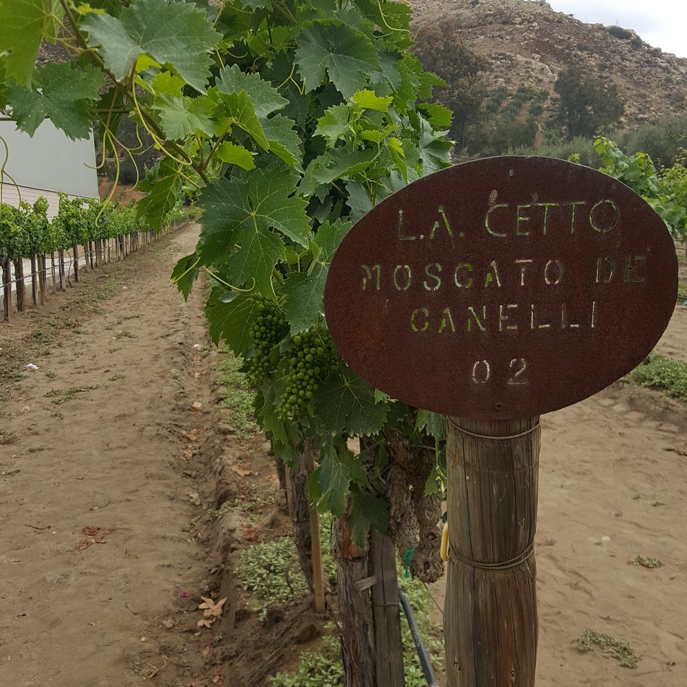 La Casa de Doña Lupe - Moscato at its starting point. - Wineries Near Me - Ensenada, BCN