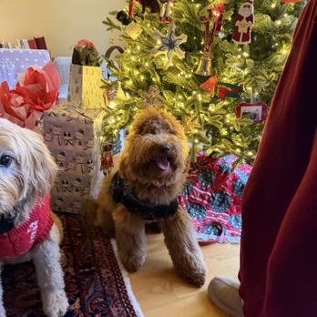 One Day Dog Training - Pet Training Near Me One Day Dog Training - Pet Training Near Me