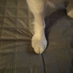 My dogs leg
