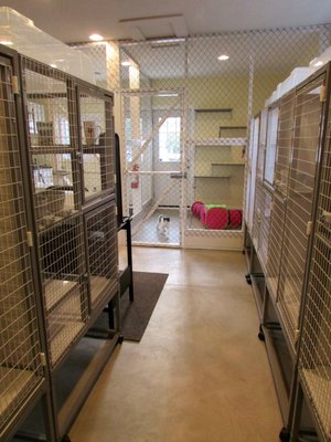 just cats kennel
