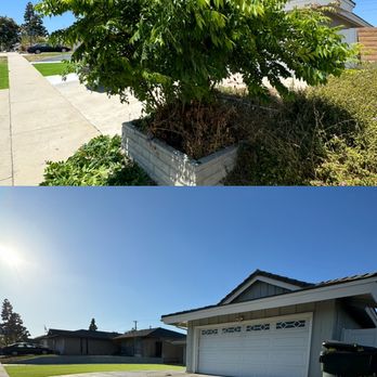 Sunscape Lawn Care - Before and After small tree removal - Lawn Services Near Me