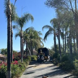Go Green Tree Service  - Palms tree trimmer or removal