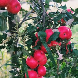 Sunnyside Orchards