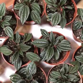 Pueblo - Nurseries & Gardening Near Me - Phoenix, Arizona