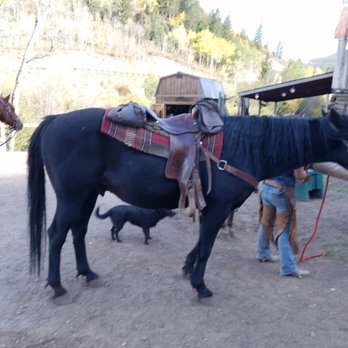 Bearcat Stables - Myles - Horseback Riding Near Me - Edwards, Colorado
