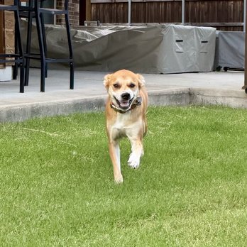 M & N Pet Services - Pet Sitting Near Me M & N Pet Services - Pet Sitting Near Me