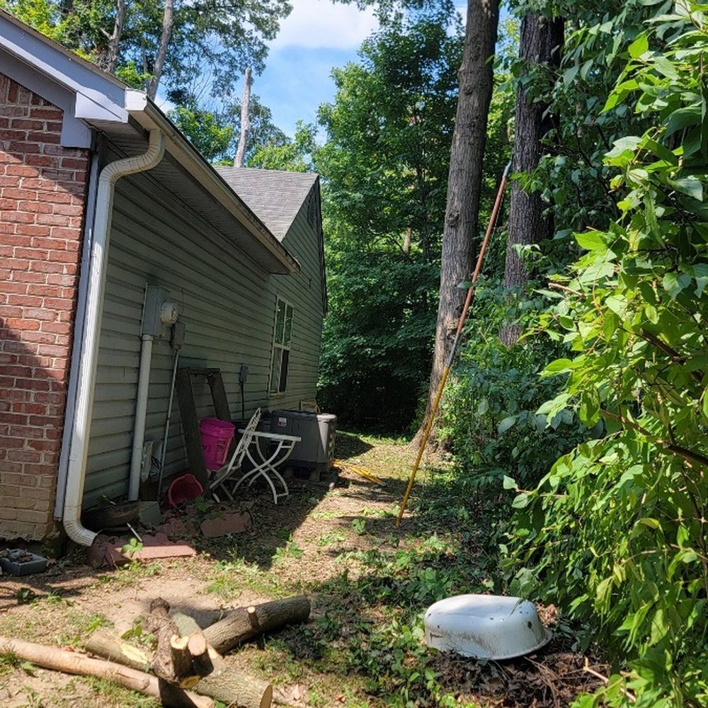 White Tree Service - After - Tree Services Near Me White Tree Service - After - Tree Services Near Me