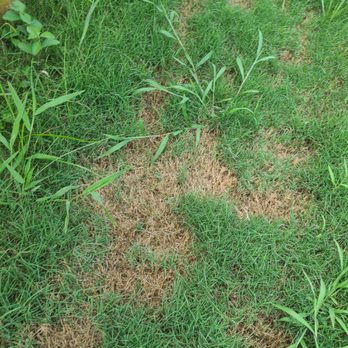 Unlimited Lawn Care - Patches like this all over. - Lawn Services Near Me - Conyers, Georgia Unlimited Lawn Care - Patches like this all over. - Lawn Services Near Me - Conyers, Georgia