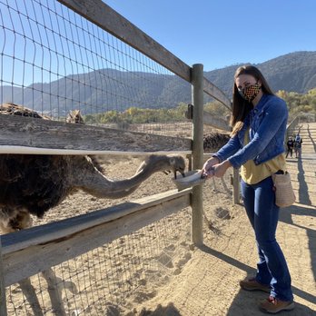 Ostrichland USA - 11/24/20 - Attraction Farms Near Me - Solvang, California Ostrichland USA - 11/24/20 - Attraction Farms Near Me - Solvang, California