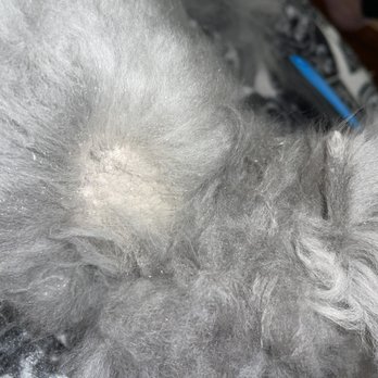 Atlas Pet Supply - Hair loss - Pet Stores Near Me - Blaine, Minnesota Atlas Pet Supply - Hair loss - Pet Stores Near Me - Blaine, Minnesota