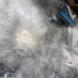 Atlas Pet Supply - Hair loss