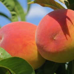 Autumn Hills Orchard - Our mouth-watering peaches