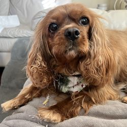 Country Pets Grooming Salon - Thanks everyone for helping my little grinch for the holidays.