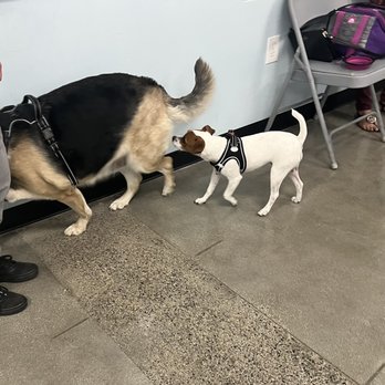 Karma Dog Training - Training Sundays at Dog Karma in Pet Food express, 4220 Long Beach Blvd, Long Beach, CA 90807 - Dog Walkers Near Me - Long Beach, California Karma Dog Training - Training Sundays at Dog Karma in Pet Food express, 4220 Long Beach Blvd, Long Beach, CA 90807 - Dog Walkers Near Me - Long Beach, California