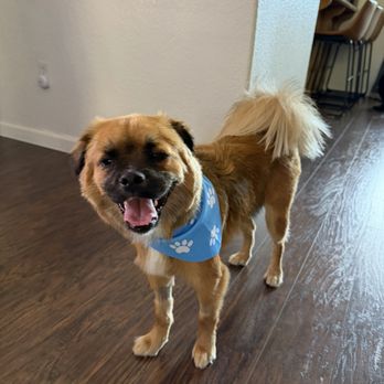 Pawradise Mobile Grooming - Freshly groomed - Pet Groomers Near Me