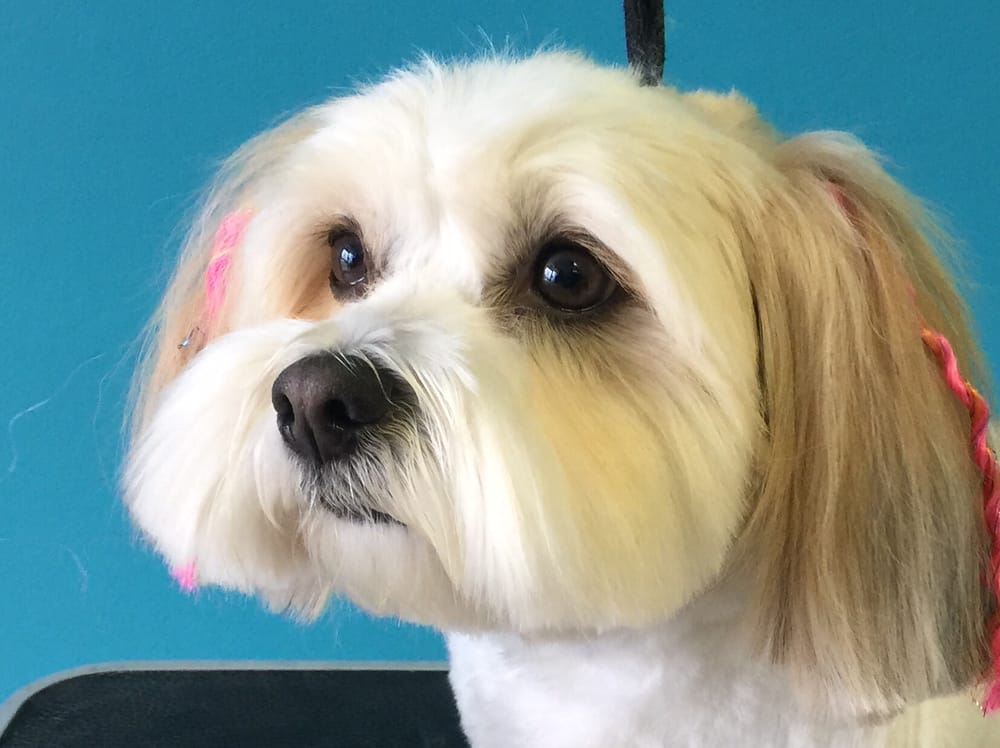 KATHY’S PET GROOMING & BOARDING Updated September 2024 10 Ferry Lots Ln, Salisbury