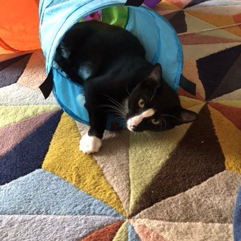 Brooklyn Animal Action - Community Service/Non-Profit Near Me