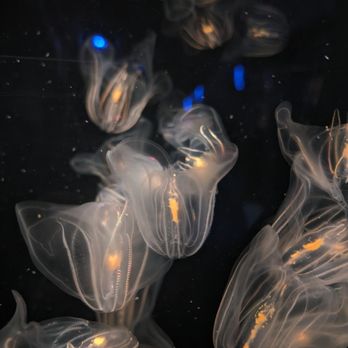 New England Aquarium - Jellies. - Aquariums Near Me - Boston, Massachusetts New England Aquarium - Jellies. - Aquariums Near Me - Boston, Massachusetts
